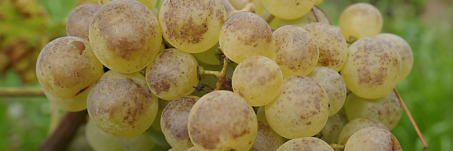 Vins Porta Vilette Lavaux